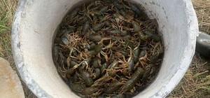 Під Києвом чоловік наловив руками раків на пів мільйона гривень