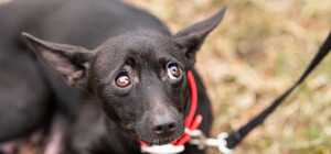 У Дніпропетровській області поліція відшукала школярку, яка знущалася над тваринами