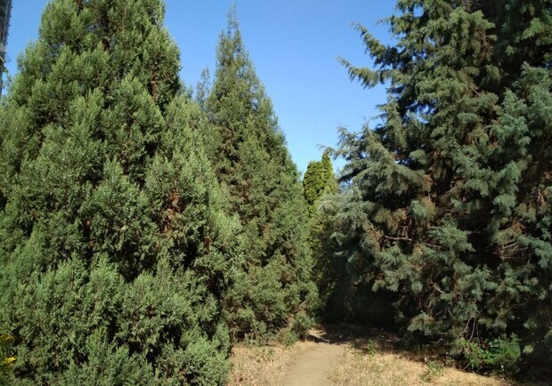 В Одесі скасували тендер на закупівлю дерев, а 120 мільйонів направить військовим