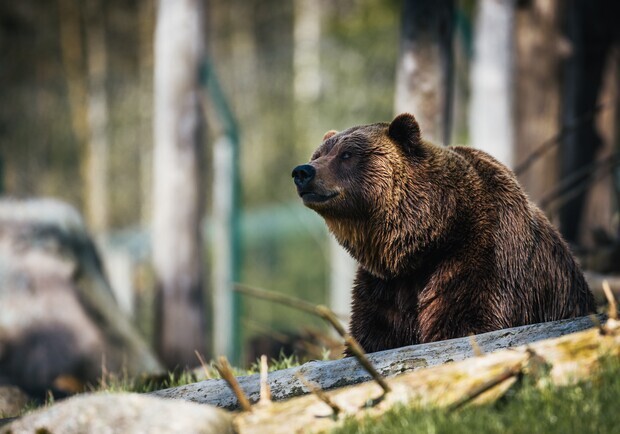 Неподалік Львова помітили ведмедя. 