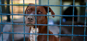 У Дніпрі горів притулок для тварин