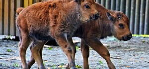 У Київському зоопарку народилися дитинчата бізона