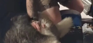 Вирізав хрест на носі собаки: у Кривому Розі чоловік жорстоко 