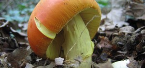 У Києві люди продовжують труїтися грибами: симптоми отруєння