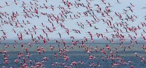 В Одеську область прилетіла рекордна кількість рожевих фламінго