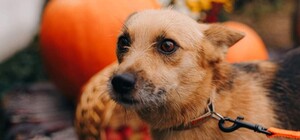 Майже 60 собак і 12 котів у ЛКП «Лев» чекають на «всиновлення»