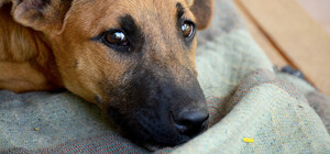 Живодер на Молдаванці ногою вдарив цуценя: що йому загрожує