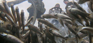 На Одещині заборонять ловити рибу в зимувальних ямах