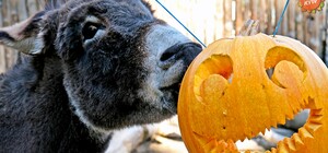 Київський зоопарк: екскурсії для незрячих, допомога переселенцям, святкування Хелловіна