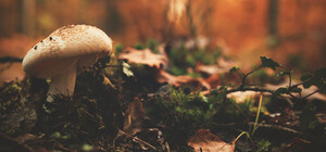 На Одещині літнє подружжя з'їло гриби з городу: чоловік загинув