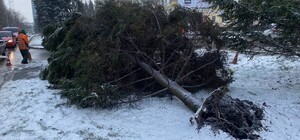 Отримай відповідь: куди в Дніпрі повідомити, якщо дерево впало чи зламалося