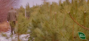 У Дніпропетровській області штрафуватимуть за вирубку ялинок