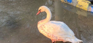 Одесити знайшли пораненого лебедя на 13 станції Фонтану