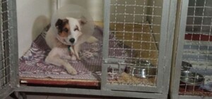 Суд виніс вирок жінці, яка відрізала статевий орган та виколола око собаці