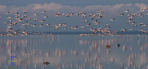 На Одещині зграя фламінго витримали два сильні урагани, але полетіла