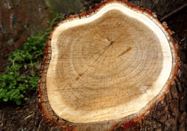 Що робити в Одесі, якщо побачили, як спилили живе дерево: інструкція