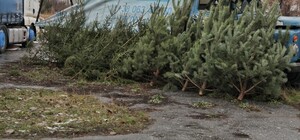 В Одесі з'явилися перші ялинкові ринки: скільки цього року коштують ялинки