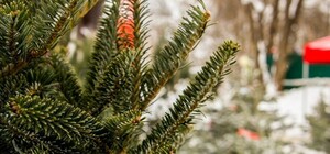 Ялинкові базари: які ціни на новорічні ялинки у Харкові