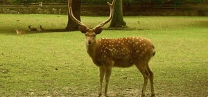 В одному із заповідників Дніпропетровської області проживає японський олень