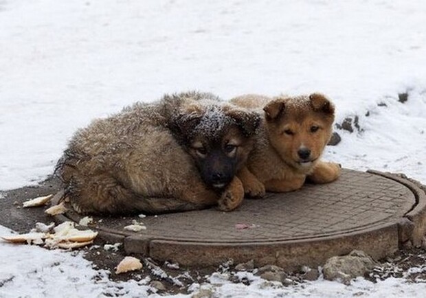 Львів’ян закликають допомогти врятувати котів і собак від морозів: як це зробити. 