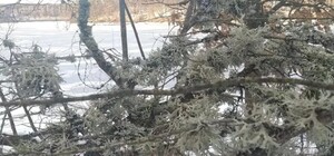 У Дніпропетровській області знайшли мох, який використовують для виробництва парфумів