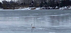 У Дніпрі врятували лебедя: птаха замерз у кризі