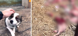 Роздирають козу і сплять на холодному бетоні: зоозахисники обурені умовами у притулку в Київській області