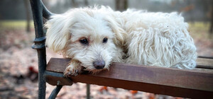 Може уникнути покарання: на Космосі чоловік намагався вбити собаку ножем