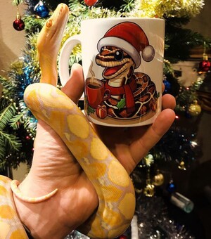 Кав'ярня з рептиліями та 