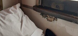 В одному з вагонів потягу Укрзалізниці на харківському напрямку ростуть гриби