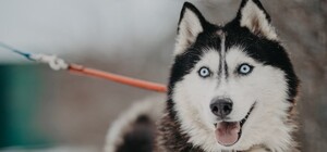 Візьми друга: у харківському притулку для тварин влаштували фотосесію для вихованців