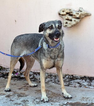 Візьми вихованця: які притулки для тварин є в Одесі