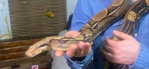 Військові привезли до Дніпра імператорського удава, який заповз до них в окоп