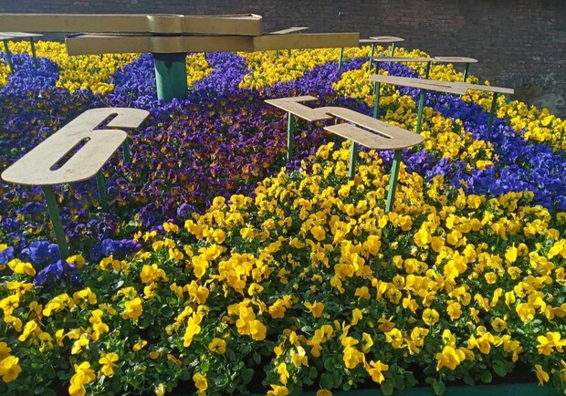 У Львові висадили перші квіти: 1408 віол заквітчали «квітковий годинник»  