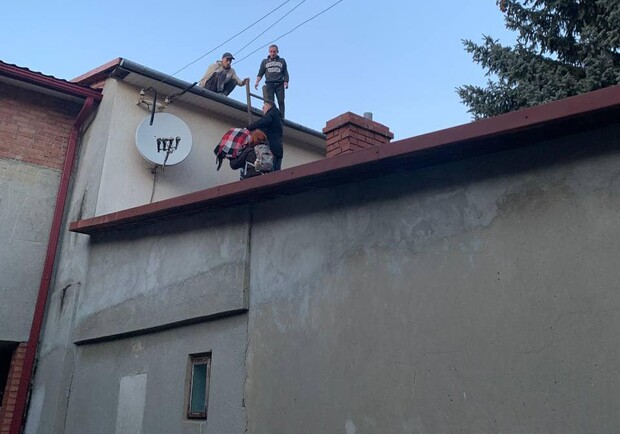 З даху львівського будинку зняли мавпу. 