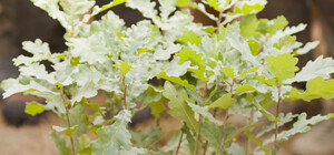 Одеситів та мешканців області просять допомогти висадити дерева