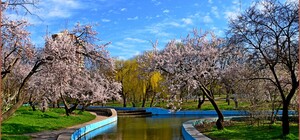 У парку Перемоги в Одесі квітнуть дерева (фото)