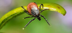 З приходом весняного тепла в Києві почали активізуватися кліщі: поради від укусів паразитів 