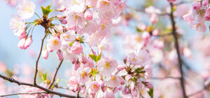 У Києві розквітли сакури та магнолії: локації для фото