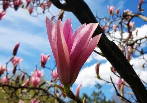 В Одесі вже квітне магнолія: де помилуватися