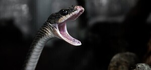 На Львівщині на чоловіка напала змія, він – у реанімації 