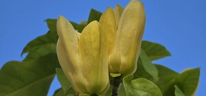 У Центральному парку Харкова розцвіла жовта магнолія (фото)