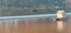 Коричнева вода в парку Перемоги: комунальники нарешті знайшли вихід