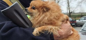 Харківський притулок для тварин просить допомогти евакуйованим вихованцям