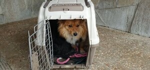 Харківський притулок для тварин просить допомогти з будками для собак