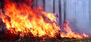 У Балаклії горить ліс: здетонували залишені росіянами снаряди — БГВА