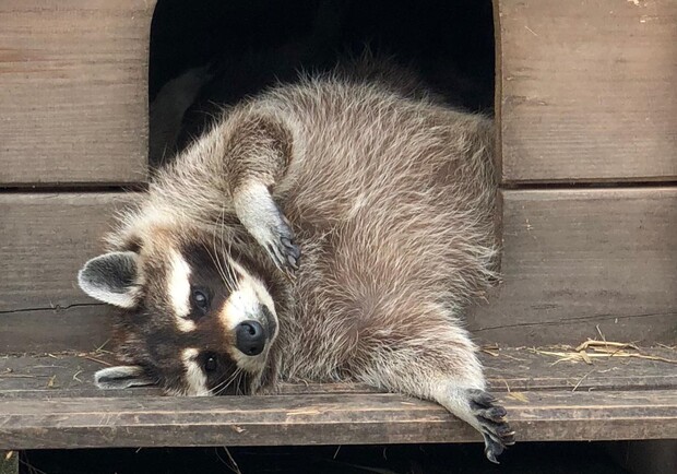 День захисту дітей в зоопарку "Лімпопо" - фото: facebook.com/limpopozoo.ua