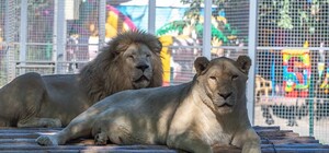 В Одесі три дні поспіль буде безкоштовний вхід до зоопарку: за якої умови