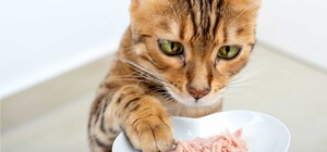 Чи потрібно змінювати сухий корм для котів?