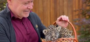 У Харкові вибрали імена ягуарчикам, що народилися в зоопарку